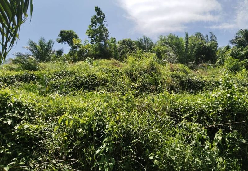 Beruas Perak Oil Palm Land