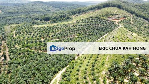 40.8 acres Palm oil land at Beruas, Perak, Perak, Beruas