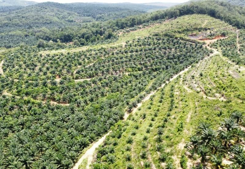 Beruas Perak Oil Palm Land