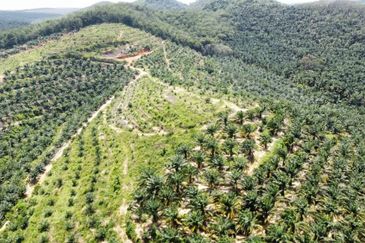 Beruas Perak Oil Palm Land
