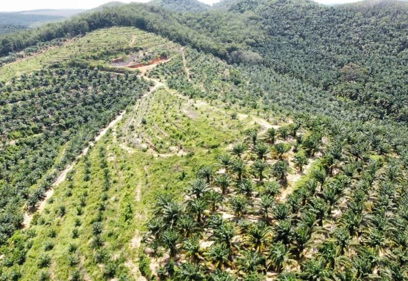 Beruas Perak Oil Palm Land