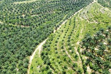 Beruas Perak Oil Palm Land