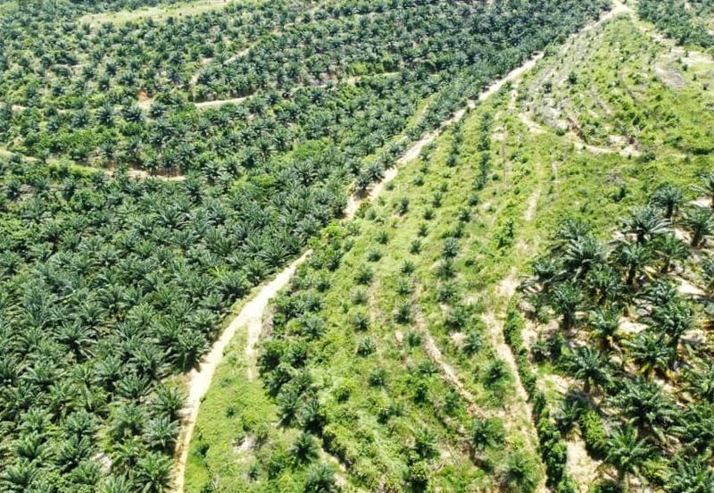 Beruas Perak Oil Palm Land