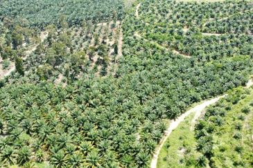 Beruas Perak Oil Palm Land