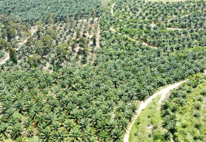Beruas Perak Oil Palm Land