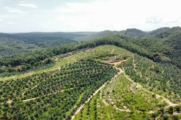 Beruas Perak Oil Palm Land