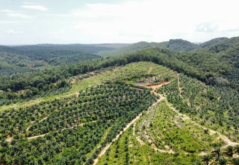 Beruas Perak Oil Palm Land