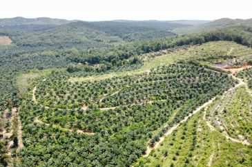 Beruas Perak Oil Palm Land