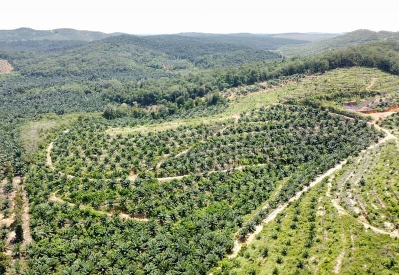 Beruas Perak Oil Palm Land