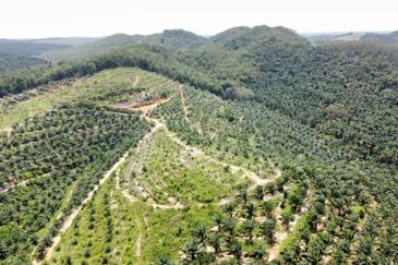 Beruas Perak Oil Palm Land