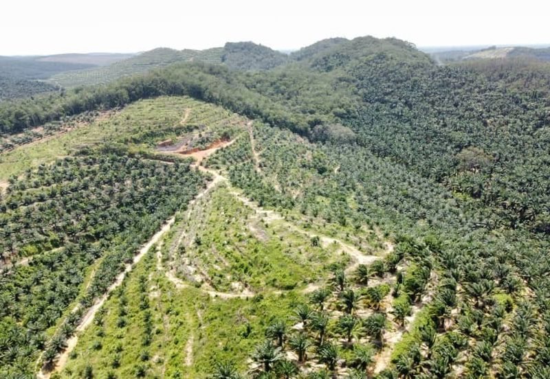 Beruas Perak Oil Palm Land