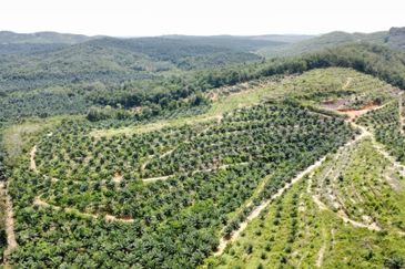 Beruas Perak Oil Palm Land