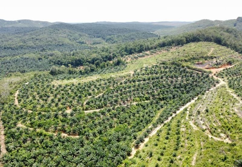 Beruas Perak Oil Palm Land