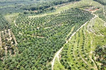 Beruas Perak Oil Palm Land