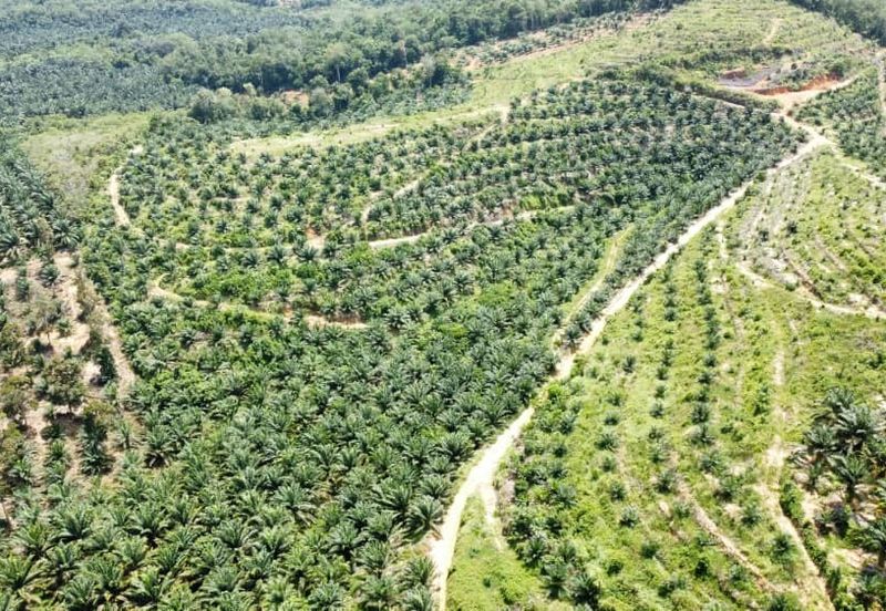 Beruas Perak Oil Palm Land