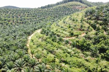 Beruas Perak Oil Palm Land