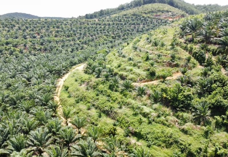 Beruas Perak Oil Palm Land