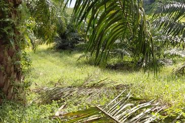 11.33 acres Palm oil Land at Kuala Kangsar, Perak