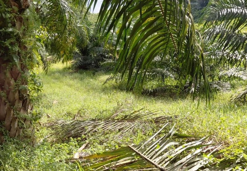 11.33 acres Palm oil Land at Kuala Kangsar, Perak