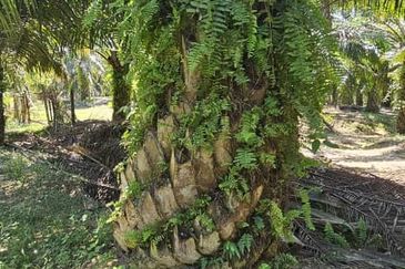 11.33 acres Palm oil Land at Kuala Kangsar, Perak