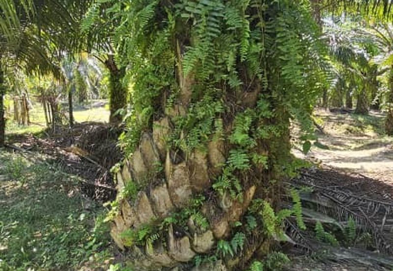 11.33 acres Palm oil Land at Kuala Kangsar, Perak