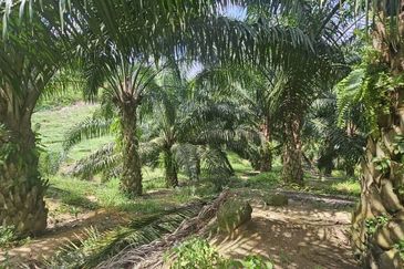 11.33 acres Palm oil Land at Kuala Kangsar, Perak