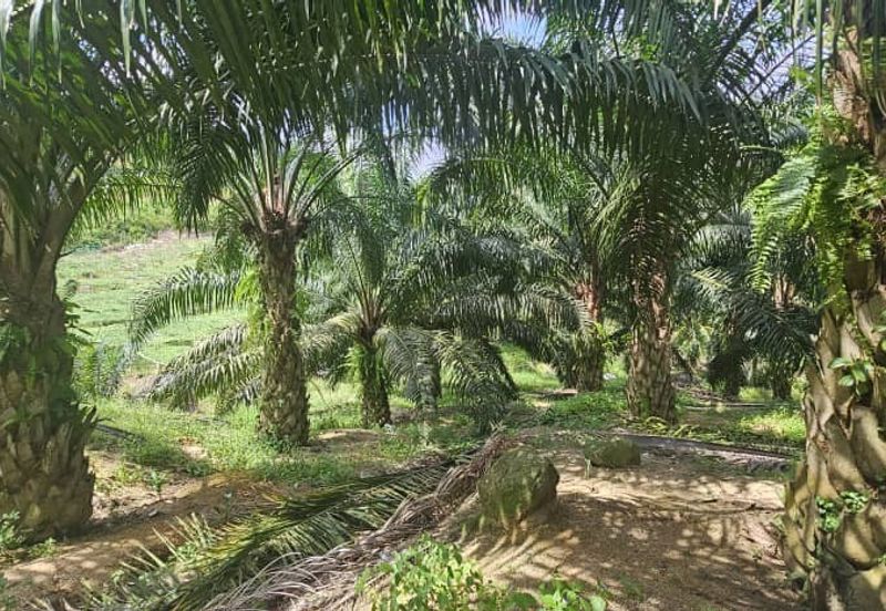 11.33 acres Palm oil Land at Kuala Kangsar, Perak