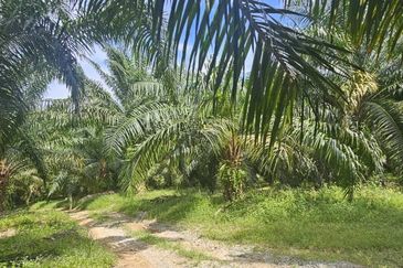 11.33 acres Palm oil Land at Kuala Kangsar, Perak