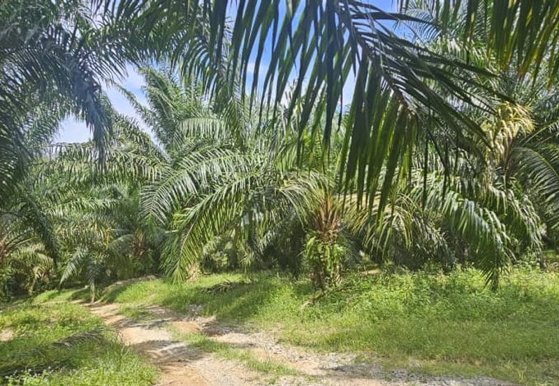 11.33 acres Palm oil Land at Kuala Kangsar, Perak
