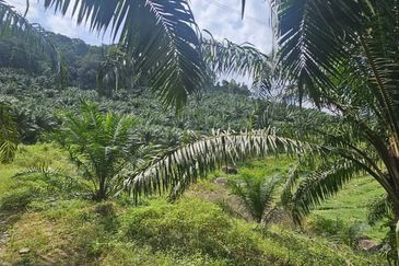 11.33 acres Palm oil Land at Kuala Kangsar, Perak
