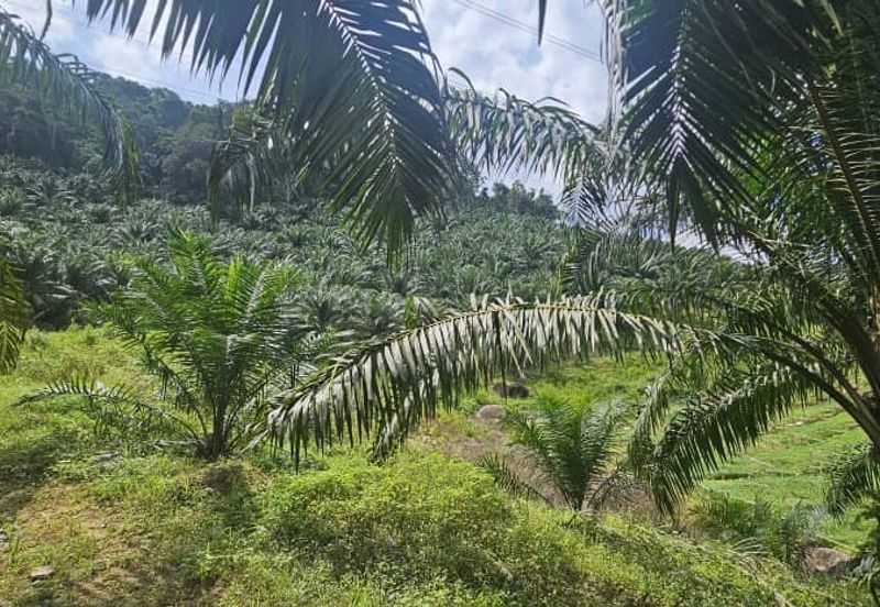 11.33 acres Palm oil Land at Kuala Kangsar, Perak