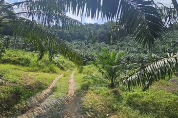 11.33 acres Palm oil Land at Kuala Kangsar, Perak