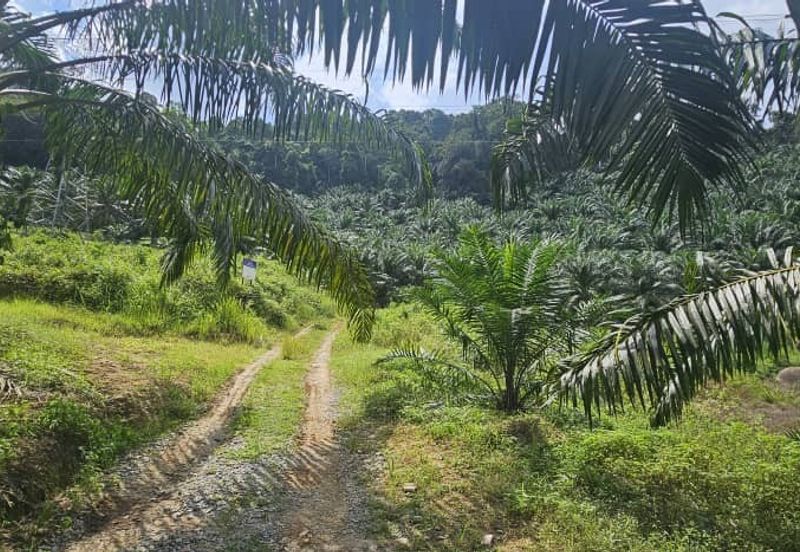 11.33 acres Palm oil Land at Kuala Kangsar, Perak