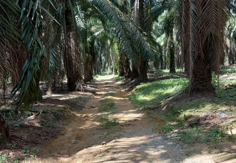 8 acres Palm oil land at Tanjung Tualang, Perak