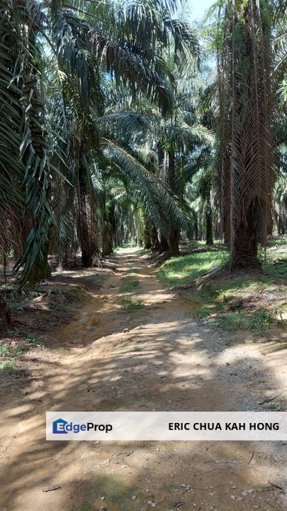 8 acres Palm oil land at Tanjung Tualang, Perak, Perak, Tanjong Tualang