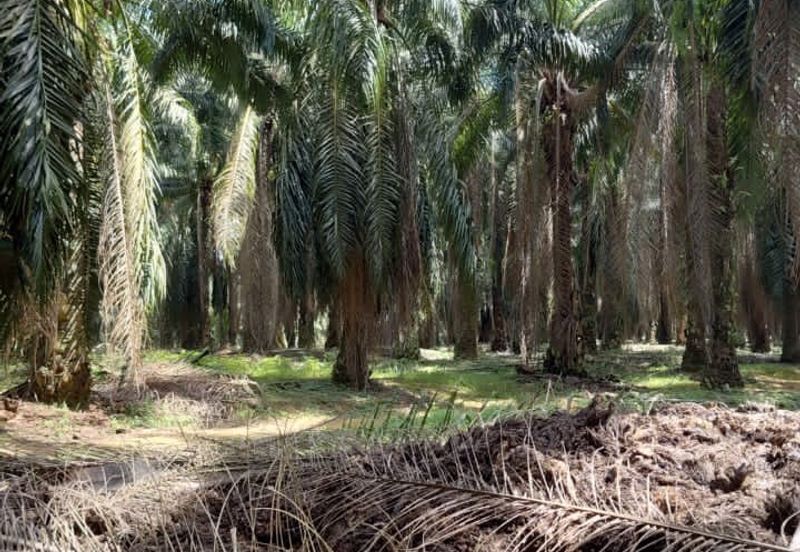 8 acres Palm oil land at Tanjung Tualang, Perak