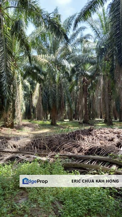 8 acres Palm oil land at Tanjung Tualang, Perak, Perak, Tanjong Tualang