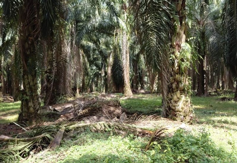 8 acres Palm oil land at Tanjung Tualang, Perak