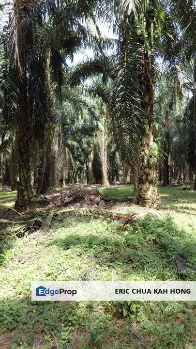 8 acres Palm oil land at Tanjung Tualang, Perak, Perak, Tanjong Tualang
