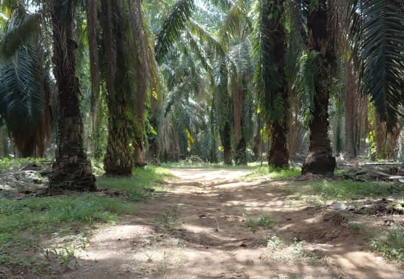 8 acres Palm oil land at Tanjung Tualang, Perak