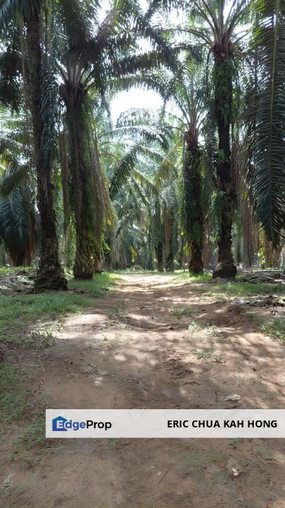 8 acres Palm oil land at Tanjung Tualang, Perak, Perak, Tanjong Tualang