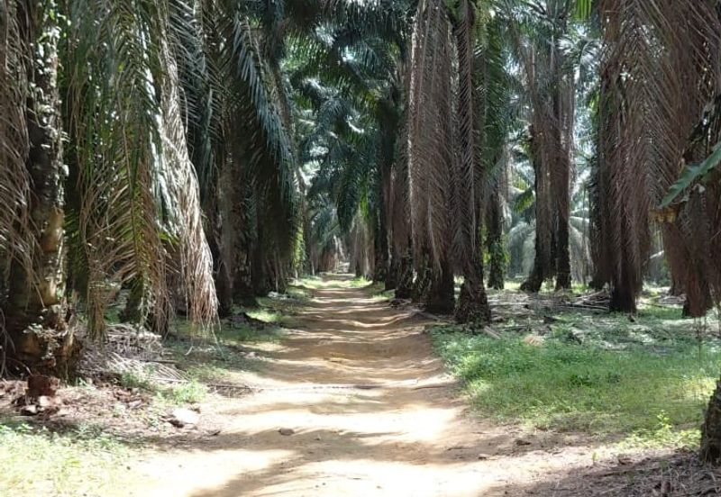 8 acres Palm oil land at Tanjung Tualang, Perak