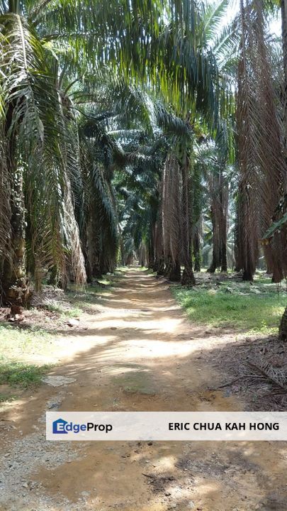 8 acres Palm oil land at Tanjung Tualang, Perak, Perak, Tanjong Tualang