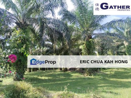 17.9 acres first lot palm oil land at Tapah, Perak, Perak, Tapah