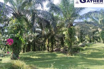 17.9 acres first lot palm oil land at Tapah, Perak
