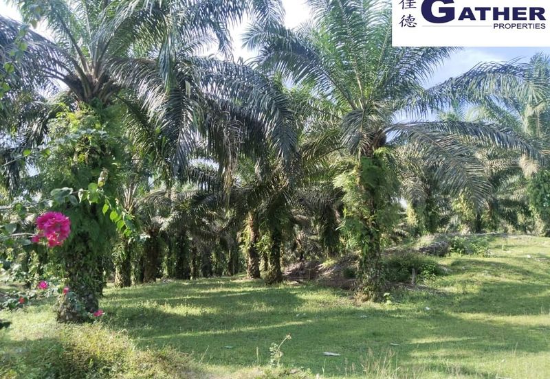 17.9 acres first lot palm oil land at Tapah, Perak