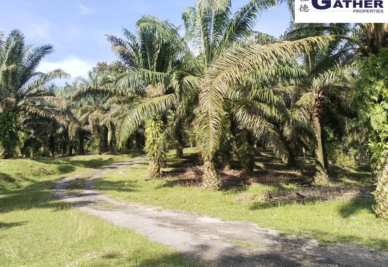 17.9 acres first lot palm oil land at Tapah, Perak