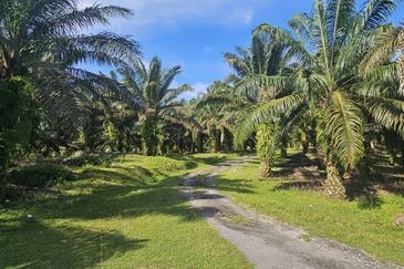 17.9 acres first lot palm oil land at Tapah, Perak