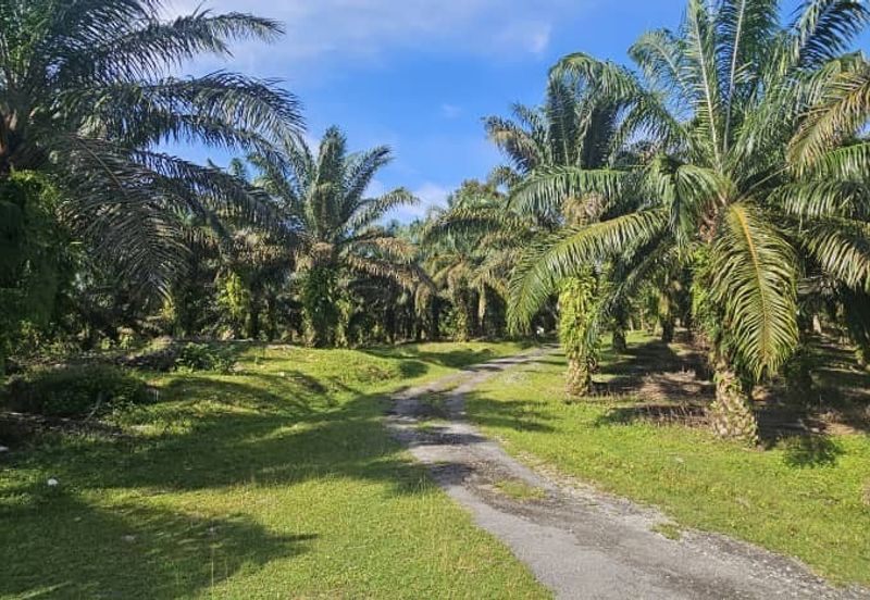 17.9 acres first lot palm oil land at Tapah, Perak