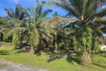 17.9 acres first lot palm oil land at Tapah, Perak
